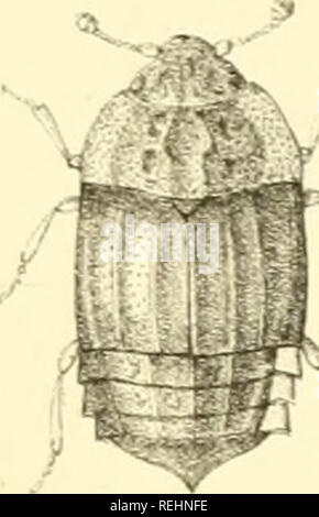 . Die Taxonomie der Britischen Inseln. Einen beschreibenden Berücksichtigung der Familien, Gattungen und Arten, die es in Großbritannien und Irland, mit Noten, Gemeinden, Lebensräume, etc. Käfer; Entomologie. PL ^-^ JE 87.. -^. Bitte beachten Sie, dass diese Bilder sind von der gescannten Seite Bilder, die digital für die Lesbarkeit verbessert haben mögen - Färbung und Aussehen dieser Abbildungen können nicht perfekt dem Original ähneln. extrahiert. Fowler, William Weekes, 1849 -; Donisthorpe, Horace St. John Kelly. London: L. Reeve &Amp; Co. Stockfoto