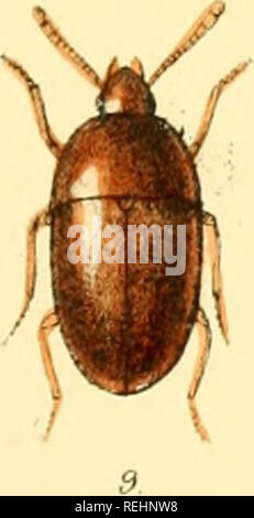 . Die Taxonomie der Britischen Inseln. Einen beschreibenden Berücksichtigung der Familien, Gattungen und Arten, die es in Großbritannien und Irland, mit Noten, Gemeinden, Lebensräume, etc. Käfer; Entomologie. ^/"". Bitte beachten Sie, dass diese Bilder sind von der gescannten Seite Bilder, die digital für die Lesbarkeit verbessert haben mögen - Färbung und Aussehen dieser Abbildungen können nicht perfekt dem Original ähneln. extrahiert. Fowler, W. W. (William Weekes), 1849-1923; Donisthorpe, Horace St. John Kelly, 1870 -. London, L. Reeve &Amp; Co. Stockfoto