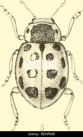 . Die Taxonomie der Britischen Inseln. Einen beschreibenden Berücksichtigung der Familien, Gattungen und Arten, die es in Großbritannien und Irland, mit Noten, Gemeinden, Lebensräume, etc. Käfer; Entomologie. . Bitte beachten Sie, dass diese Bilder sind von der gescannten Seite Bilder, die digital für die Lesbarkeit verbessert haben mögen - Färbung und Aussehen dieser Abbildungen können nicht perfekt dem Original ähneln. extrahiert. Fowler, William Weekes, 1849 -; Donisthorpe, Horace St. John Kelly. London: L. Reeve &Amp; Co. Stockfoto