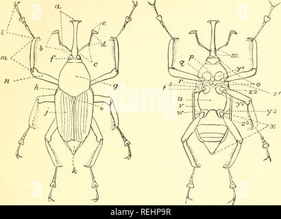 . Coleoptera. Rhynchophora: - Curculionidae,. Curculionidae. INTRODUCTIOX.. Abb. 6.-Cyrtoirachdu^ Dux, Boh., 5 "clorsal und ventralen Aspekte.. Bitte beachten Sie, dass diese Bilder sind von der gescannten Seite Bilder, die digital für die Lesbarkeit verbessert haben mögen - Färbung und Aussehen dieser Abbildungen können nicht perfekt dem Original ähneln. extrahiert. Marshall, Guy Anstruther Knox, 1871 -. London, Taylor & Francis; [etc. Usw.] Stockfoto