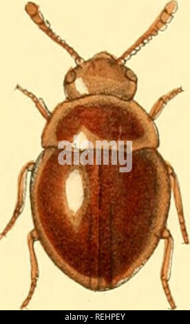 . Die Taxonomie der Britischen Inseln. Einen beschreibenden Berücksichtigung der Familien, Gattungen und Arten, die es in Großbritannien und Irland, mit Noten, Gemeinden, Lebensräume, etc. Käfer; Entomologie. . Bitte beachten Sie, dass diese Bilder sind von der gescannten Seite Bilder, die digital für die Lesbarkeit verbessert haben mögen - Färbung und Aussehen dieser Abbildungen können nicht perfekt dem Original ähneln. extrahiert. Fowler, W. W. (William Weekes), 1849-1923; Donisthorpe, Horace St. John Kelly, 1870 -. London, L. Reeve &Amp; Co. Stockfoto