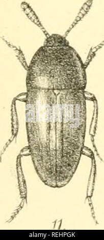 . Die Taxonomie der Britischen Inseln. Einen beschreibenden Berücksichtigung der Familien, Gattungen und Arten, die es in Großbritannien und Irland, mit Noten, Gemeinden, Lebensräume, etc. Käfer; Entomologie. . Bitte beachten Sie, dass diese Bilder sind von der gescannten Seite Bilder, die digital für die Lesbarkeit verbessert haben mögen - Färbung und Aussehen dieser Abbildungen können nicht perfekt dem Original ähneln. extrahiert. Fowler, William Weekes, 1849 -; Donisthorpe, Horace St. John Kelly. London: L. Reeve &Amp; Co. Stockfoto
