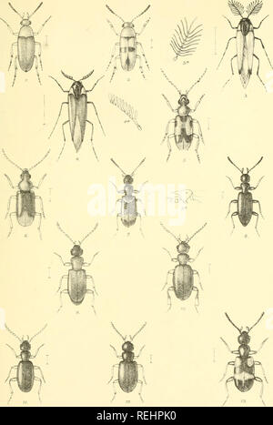 . Die Taxonomie der Britischen Inseln. Einen beschreibenden Berücksichtigung der Familien, Gattungen und Arten, die es in Großbritannien und Irland, mit Noten, Gemeinden, Lebensräume, etc. Käfer; Entomologie. Platte 150.. R Morgam, Del. et Lith' VII loeutBro oksDay&amp; SQn Jitip L Heeve&amp; C London. Bitte beachten Sie, dass diese Bilder sind von der gescannten Seite Bilder, die digital für die Lesbarkeit verbessert haben mögen - Färbung und Aussehen dieser Abbildungen können nicht perfekt dem Original ähneln. extrahiert. Fowler, William Weekes, 1849 -; Donisthorpe, Horace St. John Kelly. London: L Stockfoto