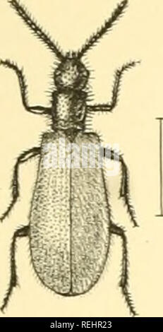 . Die Taxonomie der Britischen Inseln. Einen beschreibenden Berücksichtigung der Familien, Gattungen und Arten, die es in Großbritannien und Irland, mit Noten, Gemeinden, Lebensräume, etc. Käfer; Entomologie. Platte. Bitte beachten Sie, dass diese Bilder sind von der gescannten Seite Bilder, die digital für die Lesbarkeit verbessert haben mögen - Färbung und Aussehen dieser Abbildungen können nicht perfekt dem Original ähneln. extrahiert. Fowler, William Weekes, 1849 -; Donisthorpe, Horace St. John Kelly. London: L. Reeve &Amp; Co. Stockfoto