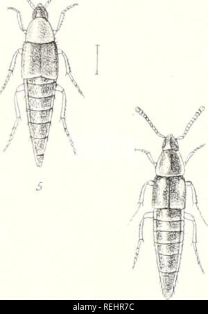 . Die Taxonomie der Britischen Inseln. Einen beschreibenden Berücksichtigung der Familien, Gattungen und Arten, die es in Großbritannien und Irland, mit Noten, Gemeinden, Lebensräume, etc. Käfer; Entomologie. .//. Bitte beachten Sie, dass diese Bilder sind von der gescannten Seite Bilder, die digital für die Lesbarkeit verbessert haben mögen - Färbung und Aussehen dieser Abbildungen können nicht perfekt dem Original ähneln. extrahiert. Fowler, William Weekes, 1849 -; Donisthorpe, Horace St. John Kelly. London: L. Reeve &Amp; Co. Stockfoto
