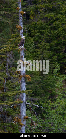 Weißkopfseeadler hoch oben in einem Baum. Stockfoto