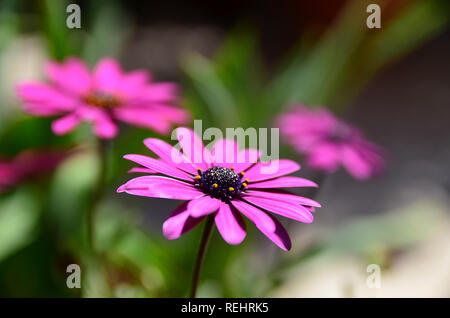 Gruppe von 3 lila afrikanischen Gänseblümchen, auch bekannt als Osteospermum von Flavia Brilli Stockfoto