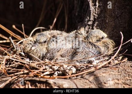 Baby Tauben im Nest Stockfoto