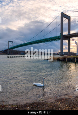 Schönen weißen Schwan smming in der Nähe der Hängebrücke in Göteborg Anschließen der land Industriegebiet Hisingen in Westküste von Schweden. Stockfoto