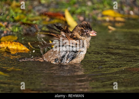 Haussperling nehmen ein Bad in einer Pfütze von Regenwasser Stockfoto