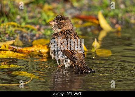 Haussperling nehmen ein Bad in einer Pfütze von Regenwasser Stockfoto