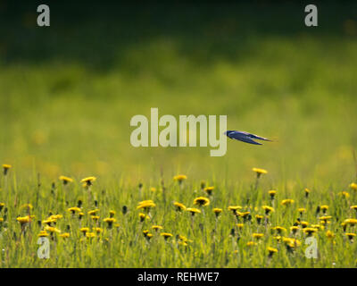 Rauchschwalbe fliegen über Wiese mit Löwenzahn im Sommer Stockfoto