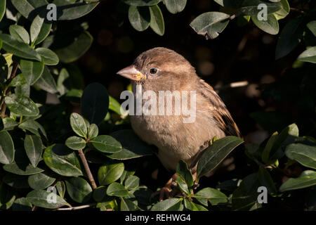 Haus Spatzen in Hecke gehockt Stockfoto