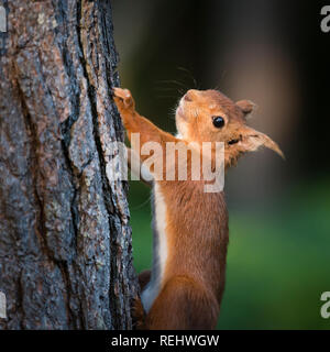 Nahaufnahme eines Eichhörnchens, wie es Pausen um, während gejagt werden ein Wald Baum im Abendlicht zu suchen. Stockfoto