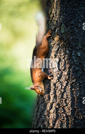 Ein rotes Eichhörnchen kopfüber auf einem Baumstamm auf der Suche nach Essen und mit seinem Schwanz für Balance Stockfoto