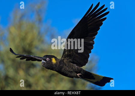 Gelbe tailed Black cockatoo calyptorhynchus funereus Nahaufnahme im Flug Tasmanien Australien Stockfoto