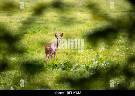 Rehe (Capreolus capreolumale). Männlich, roebuck. Spanderswoud ländlichen Anwesen. - Gravelandse Buitenplaatsen, 's-Graveland, Niederlande. Stockfoto