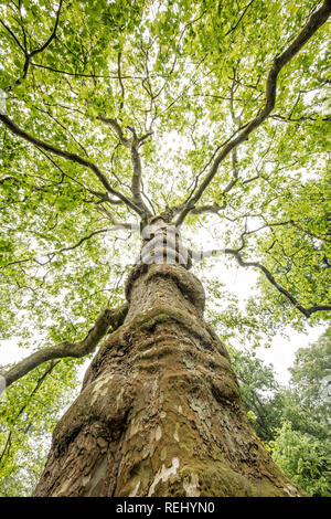 Platan Baum (Platanus). Bantam ländlichen Anwesen. - Gravelandse Buitenplaatsen, 's-Graveland, Niederlande. Stockfoto