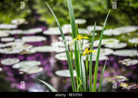 Blühende Gelbe Schwertlilie (Iris pseudacorus). Bantam ländlichen Anwesen. - Gravelandse Buitenplaatsen, 's-Graveland, Niederlande. Stockfoto