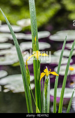 Blühende Gelbe Schwertlilie (Iris pseudacorus). Bantam ländlichen Anwesen. - Gravelandse Buitenplaatsen, 's-Graveland, Niederlande. Stockfoto