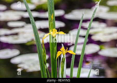 Blühende Gelbe Schwertlilie (Iris pseudacorus). Bantam ländlichen Anwesen. - Gravelandse Buitenplaatsen, 's-Graveland, Niederlande. Stockfoto
