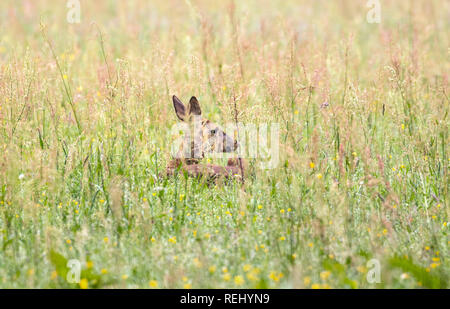Rehe (Capreolus capreolumale). Frau. Boekesteyn ländlichen Anwesen. - Gravelandse Buitenplaatsen, 's-Graveland, Niederlande. Stockfoto