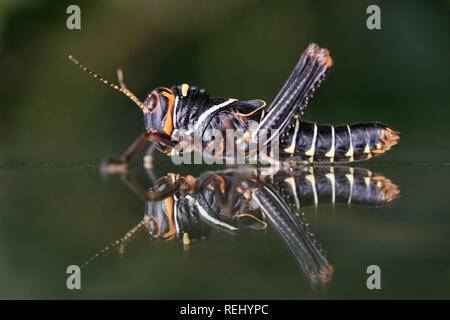 Blue-winged Grasshopper (Jungen) - Tropidacris collaris Stockfoto