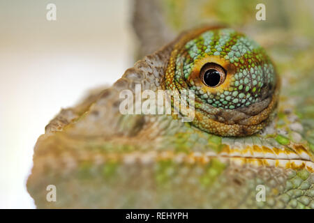 Veiled chameleon Auge - Chamaeleo calyptratus Stockfoto
