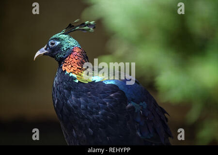 Himalayan monal (männlich)-Lophophorus impejanus Stockfoto