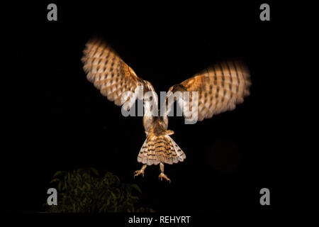 Schleiereule (tyto Alba) verlässt das Nest. Immobilien und Skulptur Garten De Zanderij, 's-Graveland, Niederlande. Stockfoto