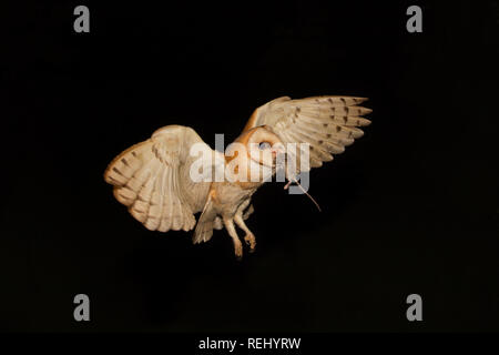 Schleiereule (tyto Alba) mit Beute (Maus) für Küken im Nest. Immobilien und Skulptur Garten De Zanderij, 's-Graveland, Niederlande. Stockfoto