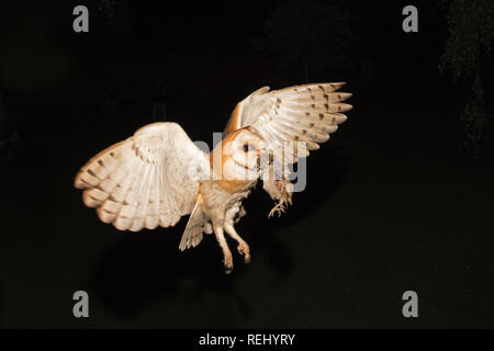 Schleiereule (tyto Alba) mit Beute (Kleiner Vogel) für Küken im Nest. Immobilien und Skulptur Garten De Zanderij, 's-Graveland, Niederlande. Stockfoto