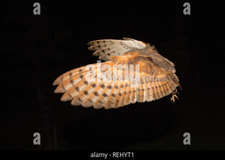 Schleiereule (tyto Alba) verlässt das Nest. Immobilien und Skulptur Garten De Zanderij, 's-Graveland, Niederlande. Stockfoto