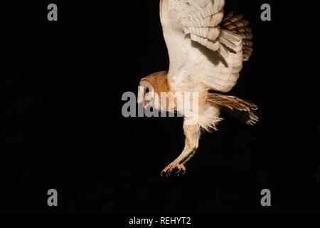 Schleiereule (tyto Alba) verlässt das Nest. Immobilien und Skulptur Garten De Zanderij, 's-Graveland, Niederlande. Stockfoto