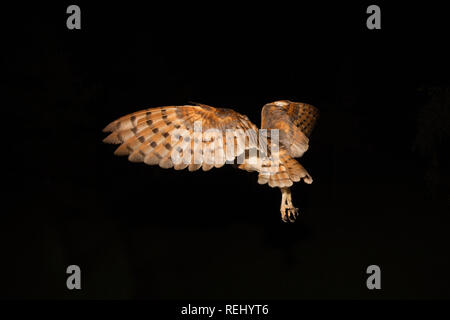 Schleiereule (tyto Alba) verlässt das Nest. Immobilien und Skulptur Garten De Zanderij, 's-Graveland, Niederlande. Stockfoto