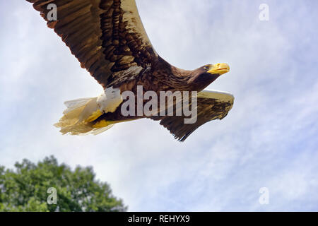 Der junge Steller Seeadler - Haliaeetus pelagicus Stockfoto
