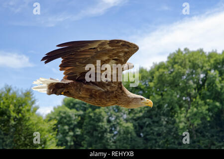Seeadler - Haliaeetus albicilla Stockfoto