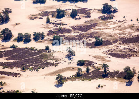 Die Niederlande, Soest, Heideland und Sand Ebenen Soesterduinen genannt. Blühende Heidekraut. Frau reiten. Antenne. Stockfoto