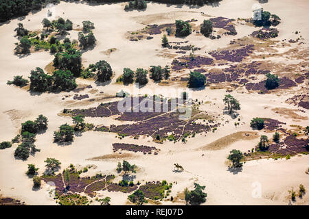 Die Niederlande, Soest, Heideland und Sand Ebenen Soesterduinen genannt. Blühende Heidekraut. Frau reiten. Antenne. Stockfoto