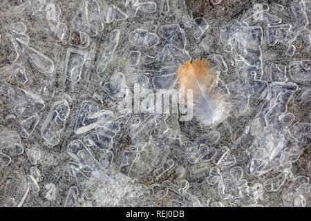 Die Niederlande, Eemnes, Eem Polder, Eempolder, Winter, Frost. Eis Muster. Feder. Stockfoto