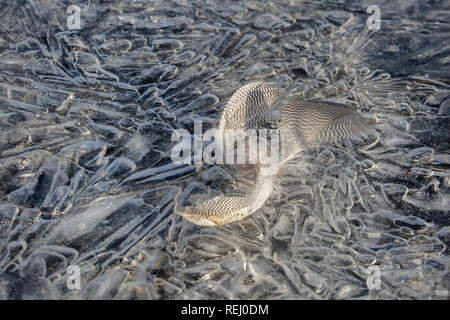 Die Niederlande, Eemnes, Eem Polder, Eempolder, Winter, Frost. Eis Muster. Federn. Stockfoto