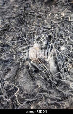 Die Niederlande, Eemnes, Eem Polder, Eempolder, Winter, Frost. Eis Muster. Feder. Stockfoto