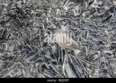 Die Niederlande, Eemnes, Eem Polder, Eempolder, Winter, Frost. Eis Muster. Feder. Stockfoto