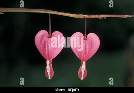 Die Niederlande. Lisse. Flower Gardens De Keukenhof. Herz Blume namens blutende Herz. Stockfoto