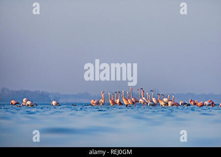 Die Niederlande, Battenoord, Hamlet auf der Insel Goeree-Overflakkee, Sees Grevelingenmeer. Überwinterung für Flamingos. Stockfoto