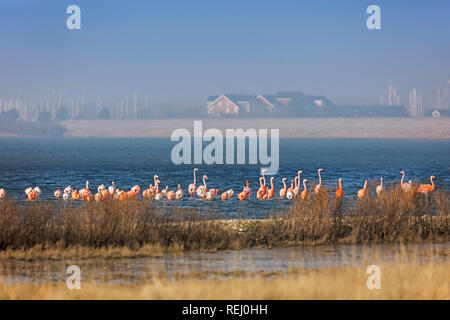 Die Niederlande, Battenoord, Hamlet auf der Insel Goeree-Overflakkee, Sees Grevelingenmeer. Überwinterung für Flamingos. Stockfoto