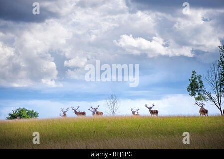 Schöne junge und erwachsene Böcke Mule Rotwild (Cervus elaphus) Herde mit wachsenden Geweihe in der Wiese auf dramatische regen Sturm, bewölkter Himmel Hintergrund. Stockfoto