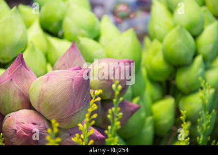 Pink Lotus bud Hintergrund Stockfoto