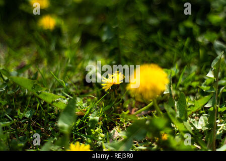 Gelber Löwenzahn in der Rasenfläche, Frühling Stockfoto