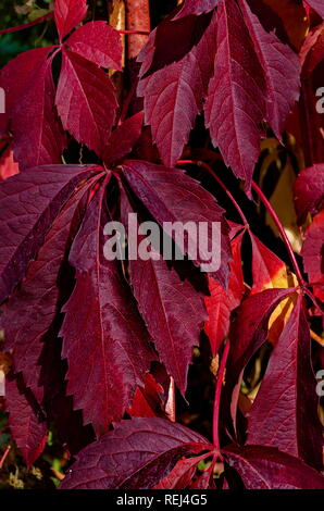 Natürlichen Hintergrund von herbstliches Laub von rote Blätter Baum an der Küste des Schwarzen Meeres in der antike Stadt Nessebar oder Mesembria, Bulgarien, Europa Stockfoto